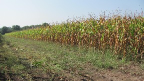 Podsticaji u poljoprivredi